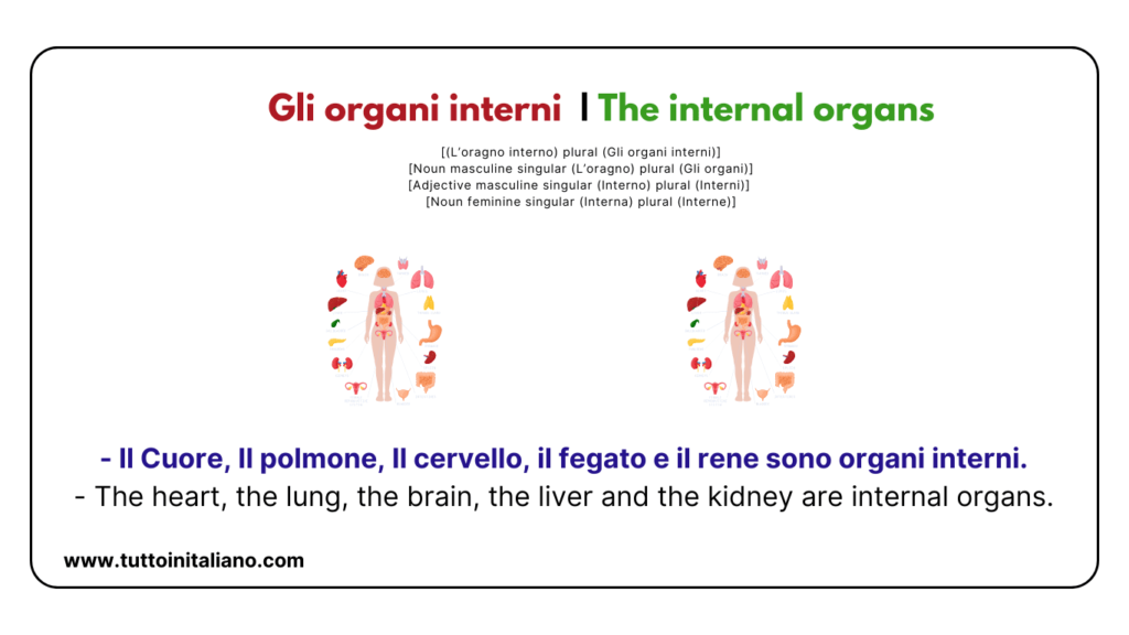 Italian words: the human body (part2) | 30+ words with easy examples. 38 Italian words