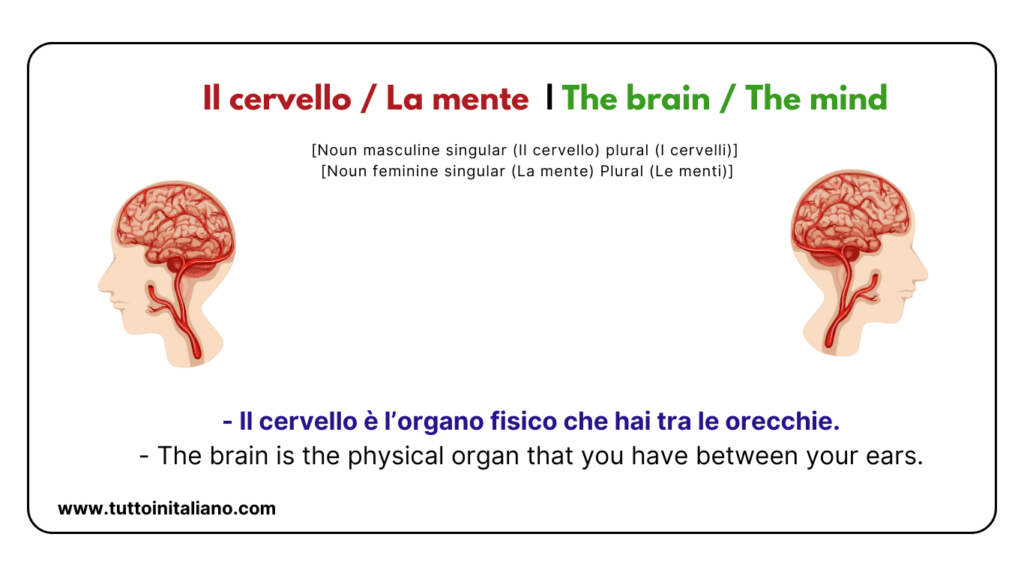 Italian words: the human body (part2) | 30+ words with easy examples. 39 Italian words