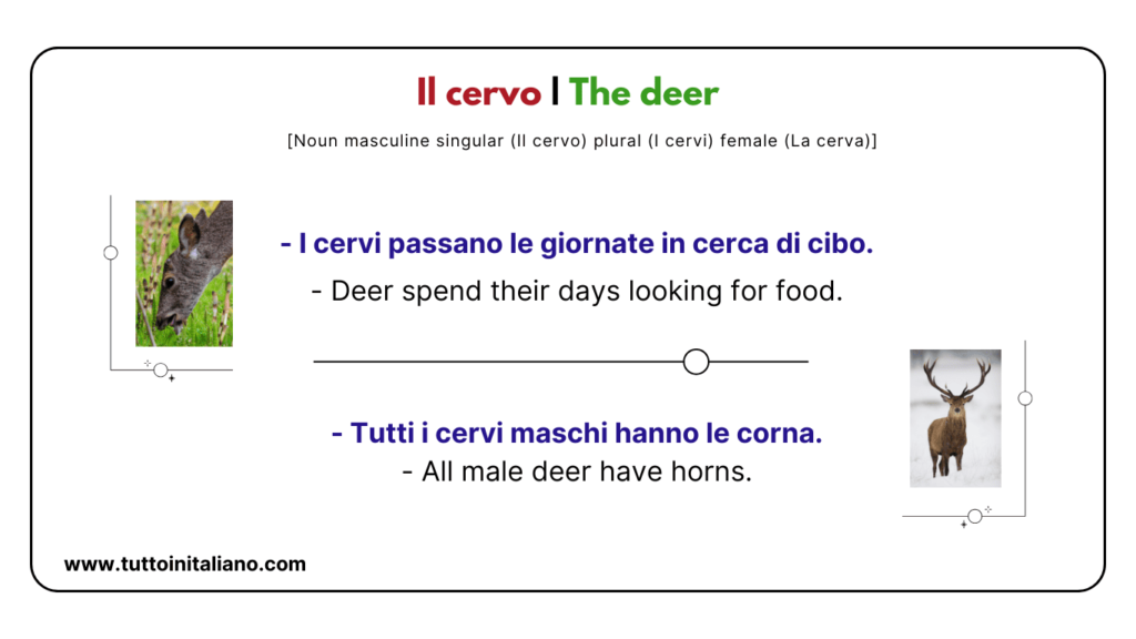 Italian vocab words