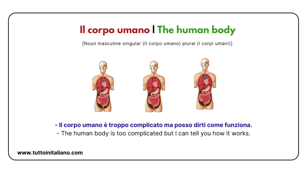 Italian words: the human body (part2) | 30+ words with easy examples. 5 Italian words