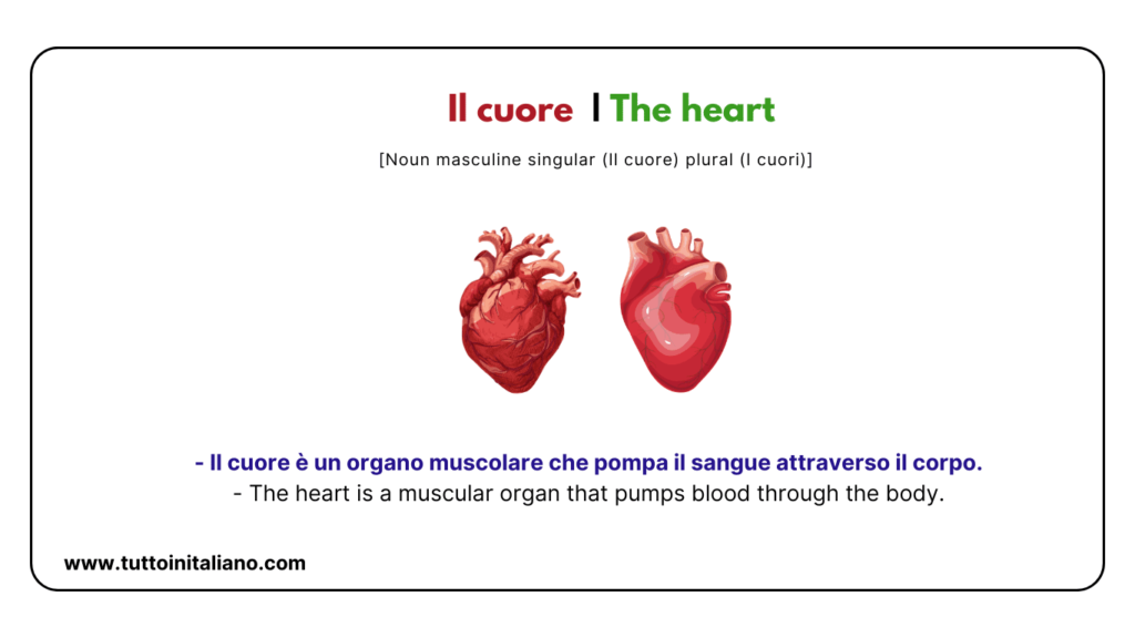 Italian words: the human body (part2) | 30+ words with easy examples. 46 Italian words