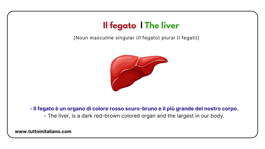 Italian words: the human body (part2) | 30+ words with easy examples. 47 Italian words