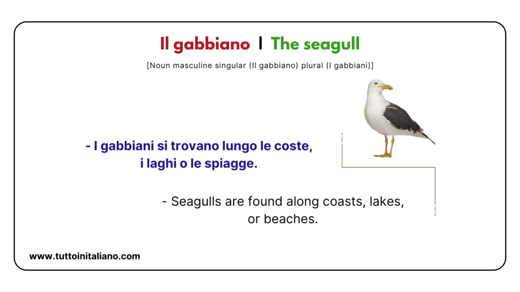 30+ Easy names of birds in Italian language with examples and audio for each name. 25 Il gabbiano The seagull tuttoinitaliano