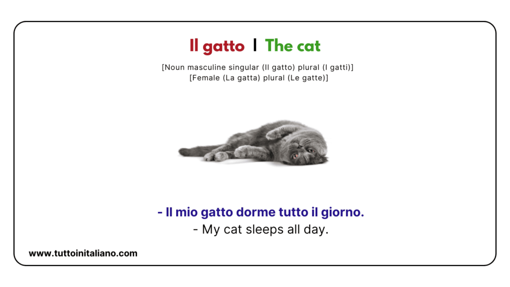 Italian vocab words