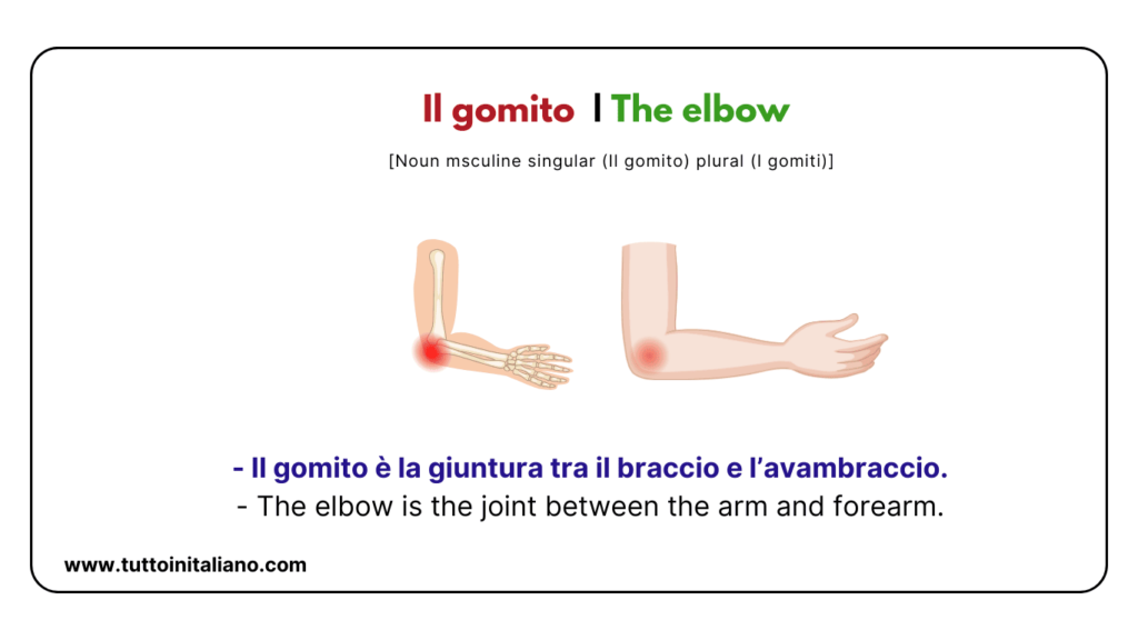 Italian words: the human body (part2) | 30+ words with easy examples. 21 Italian words