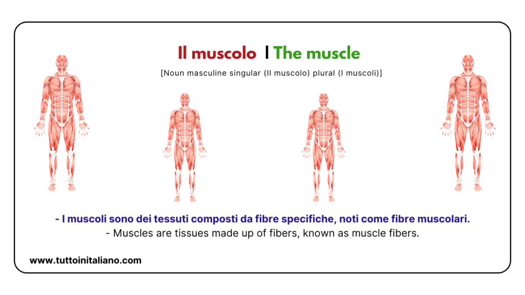 Italian words: the human body (part2) | 30+ words with easy examples. 33 Italian words