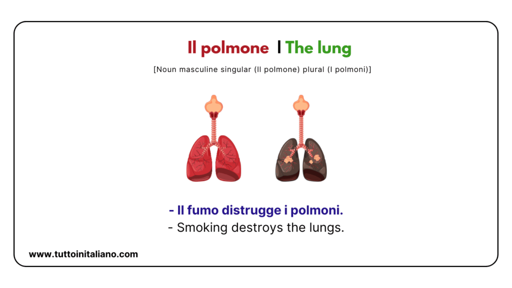 Italian words: the human body (part2) | 30+ words with easy examples. 45 Italian words