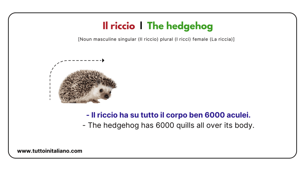 Italian vocab words