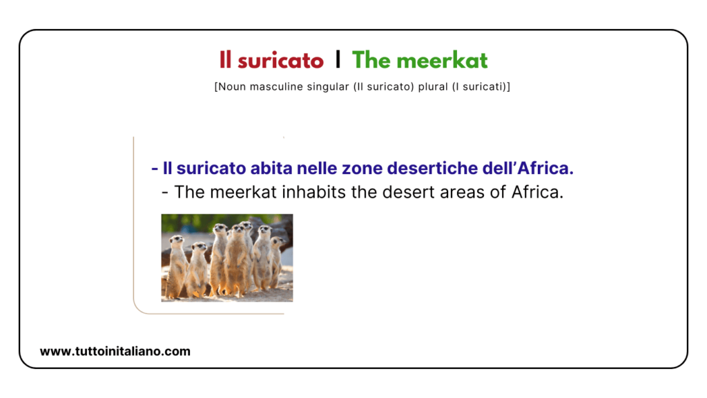 Italian vocab words