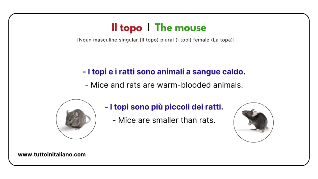 Italian vocab words