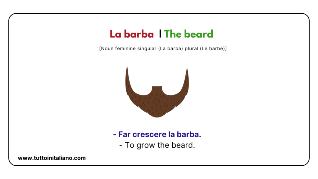 Italian words: the human body (part2) | 30+ words with easy examples. 14 Italian words