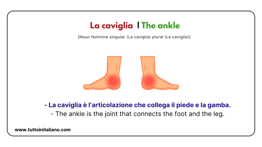 Italian words: the human body (part2) | 30+ words with easy examples. 25 Italian words