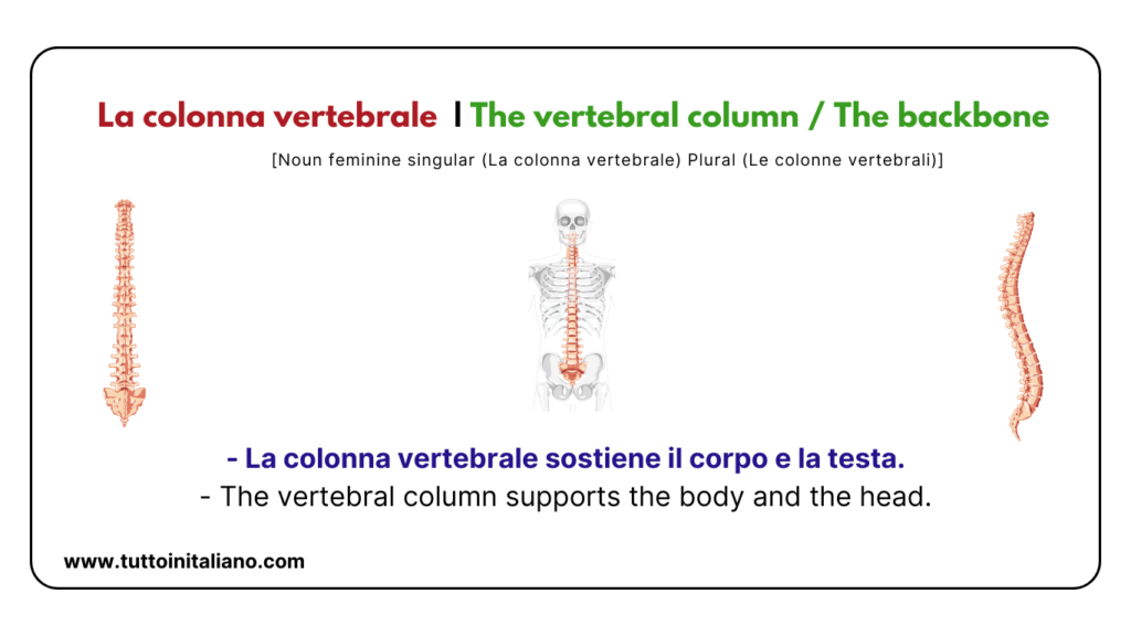 Italian words: the human body (part2) | 30+ words with easy examples. 40 Italian words