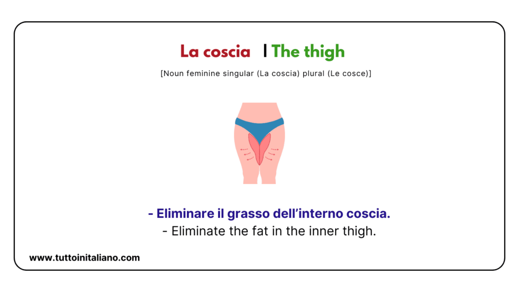 Italian words: the human body (part2) | 30+ words with easy examples. 24 Italian words