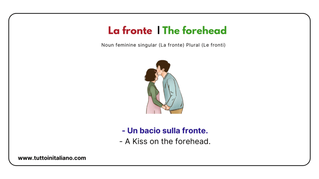Italian words: the human body (part2) | 30+ words with easy examples. 6 Italian words