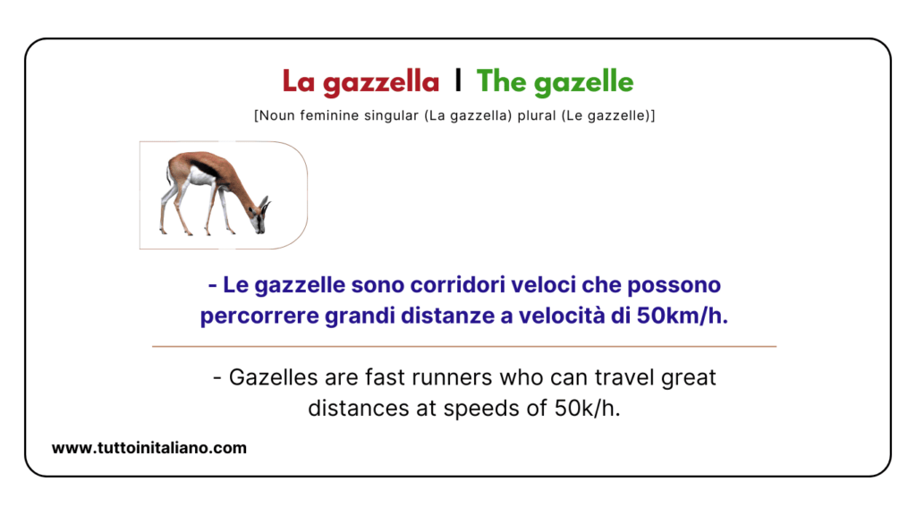 Italian vocab words