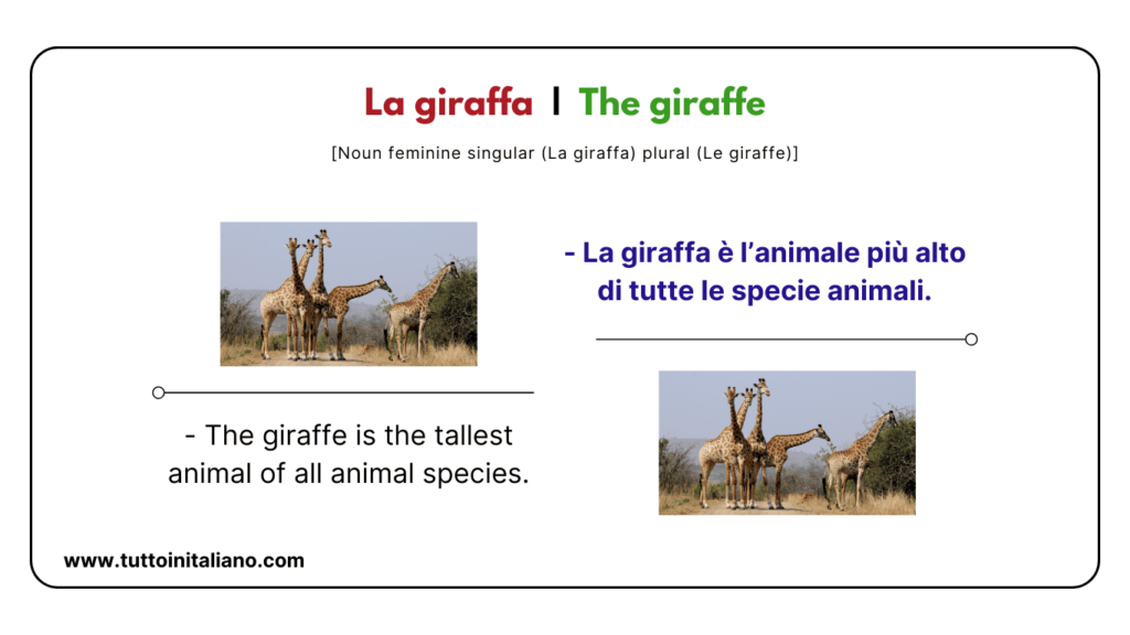 Italian vocab words