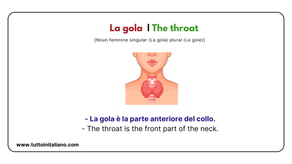 Italian words: the human body (part2) | 30+ words with easy examples. 41 Italian words