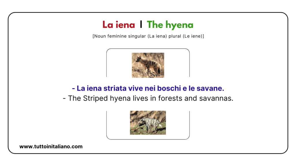 Italian vocab words