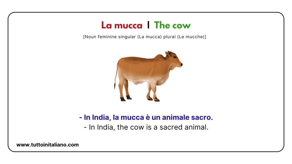 Italian vocab words