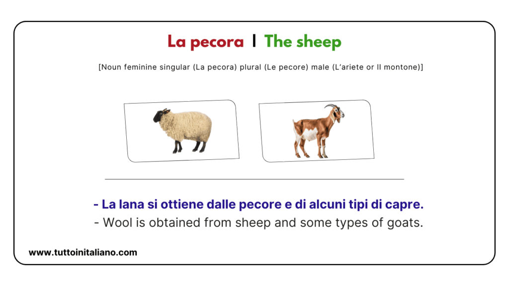 Italian vocab words