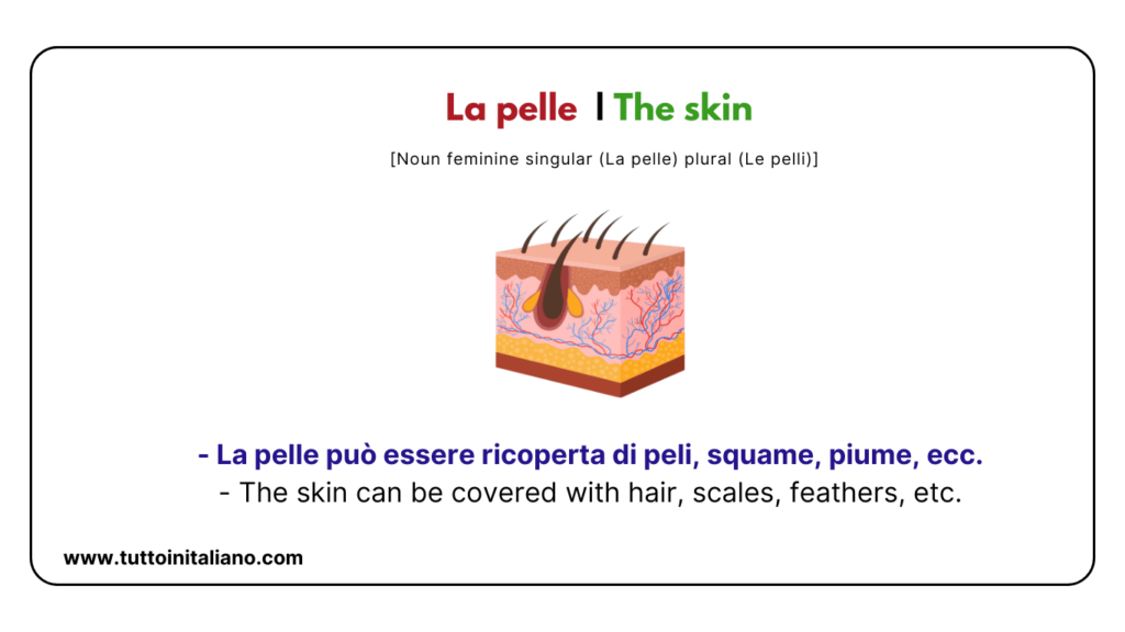 Italian words: the human body (part2) | 30+ words with easy examples. 32 Italian words
