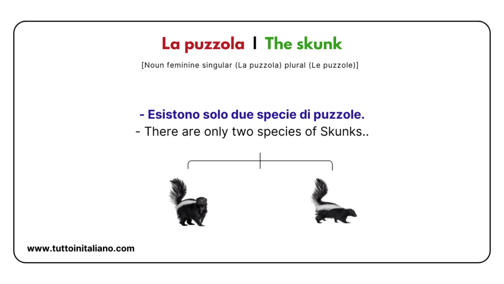 Italian vocab words