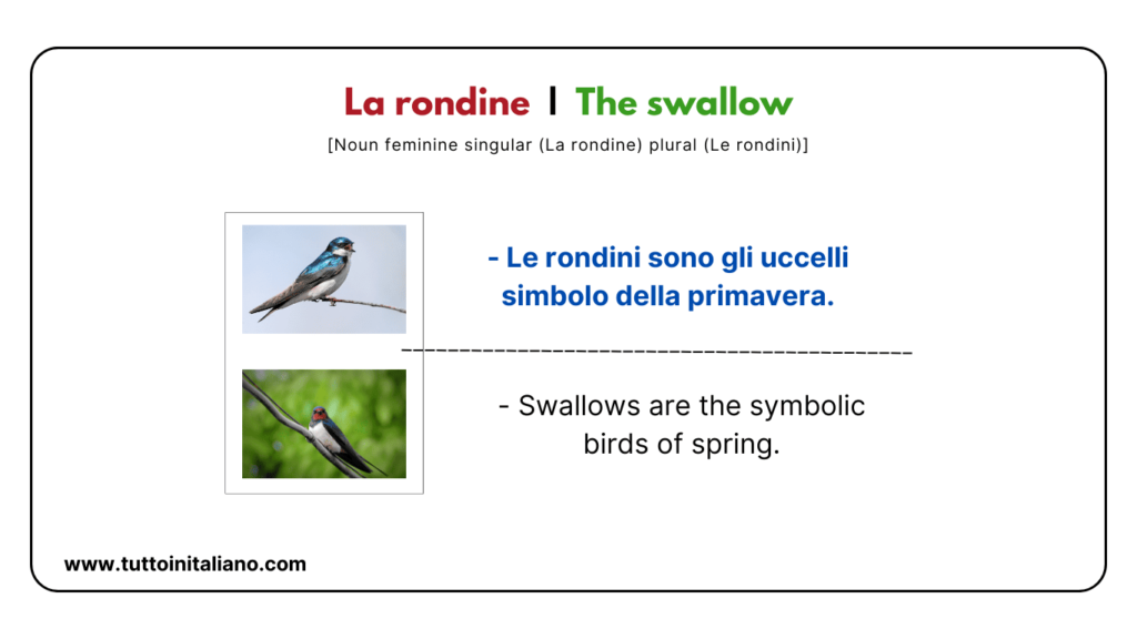 30+ Easy names of birds in Italian language with examples and audio for each name. 38 La rondine The swallow tuttoinitaliano