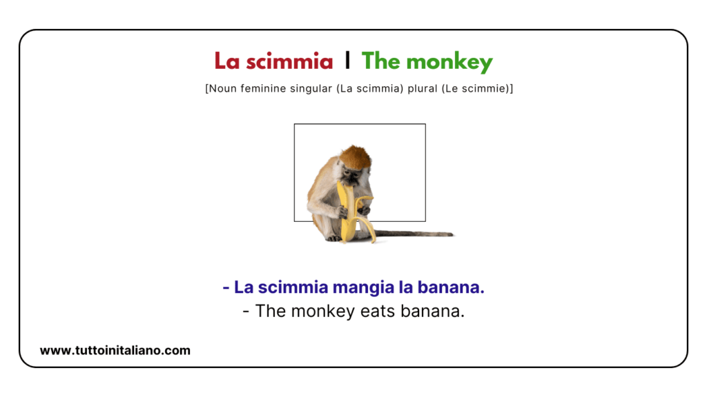 Italian vocab words