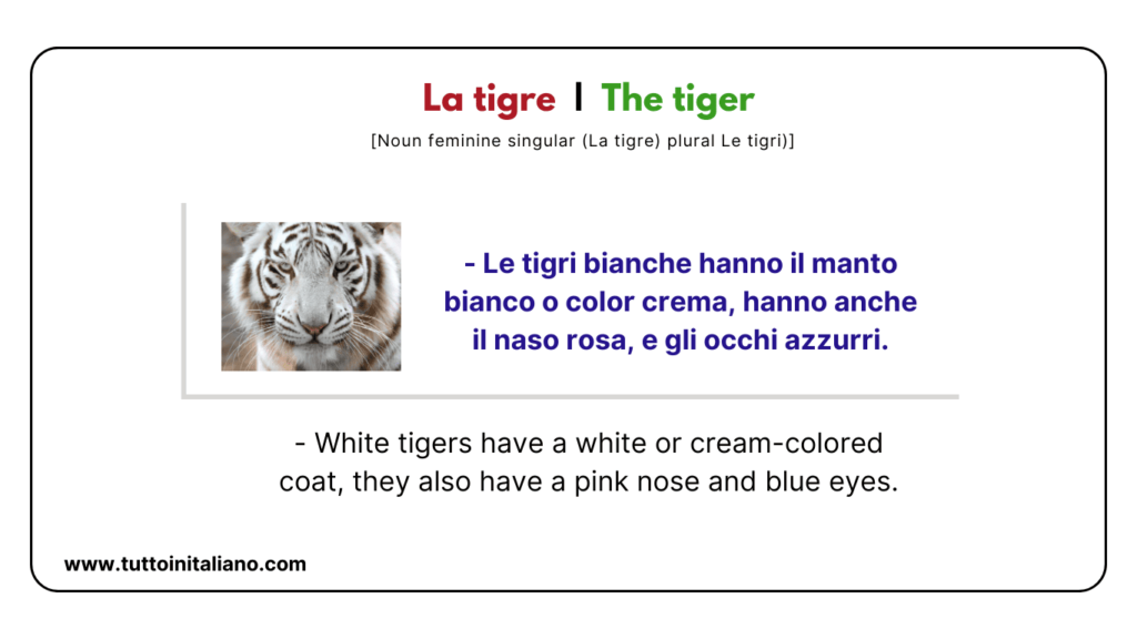 Italian vocab words