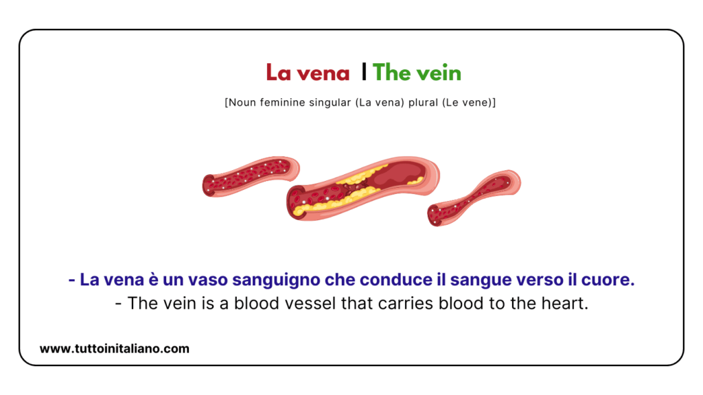 Italian words: the human body (part2) | 30+ words with easy examples. 37 Italian words