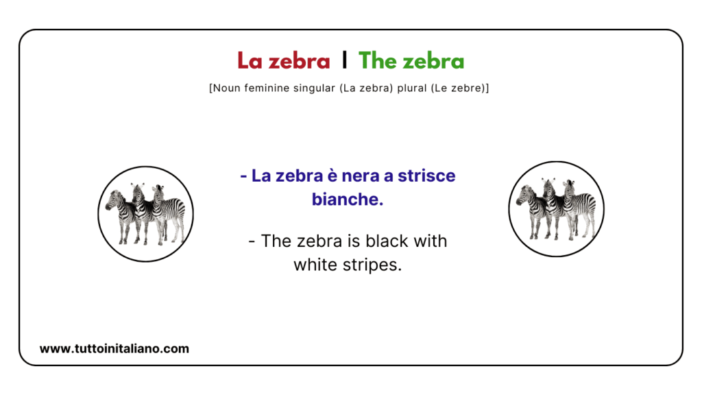 Italian vocab words