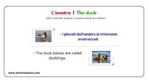 30+ Easy names of birds in Italian language with examples and audio for ...