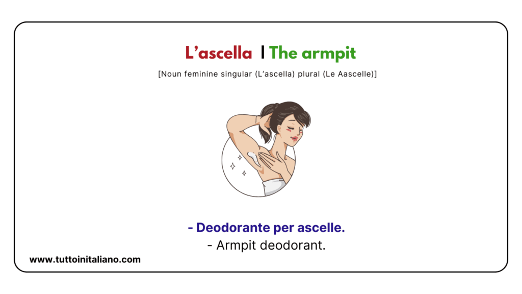Italian words: the human body (part2) | 30+ words with easy examples. 22 Italian words