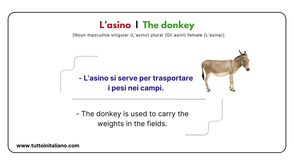 Italian vocab words