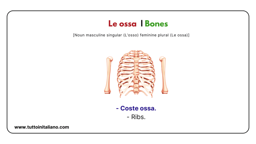 Italian words: the human body (part2) | 30+ words with easy examples. 30 Italian words