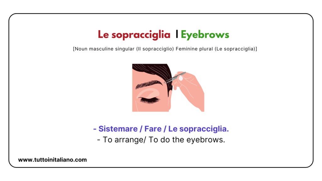 Italian words: the human body (part2) | 30+ words with easy examples. 13 Italian words