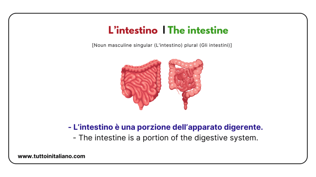 Italian words: the human body (part2) | 30+ words with easy examples. 49 Italian words