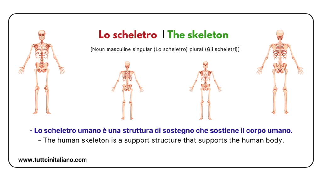 Italian words: the human body (part2) | 30+ words with easy examples. 29 Italian words