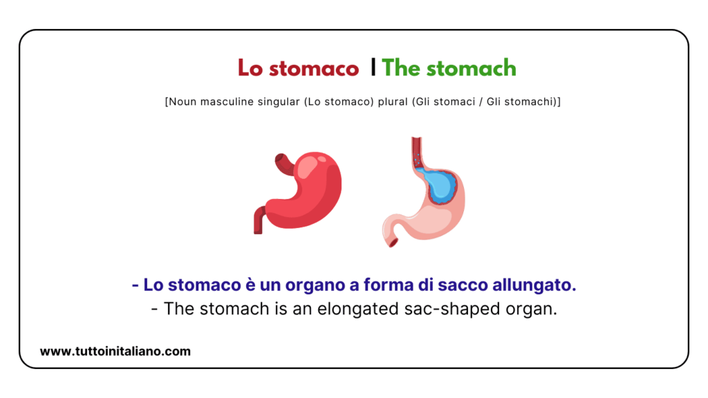 Italian words: the human body (part2) | 30+ words with easy examples. 48 Lo stomaco The stomach tuttoinitaliano