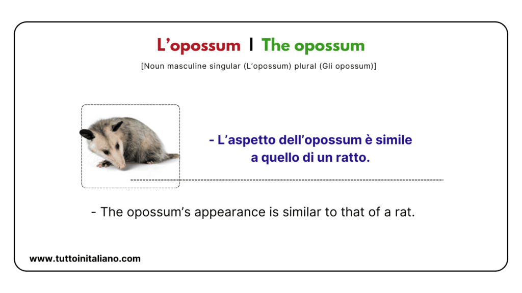 Italian vocab words