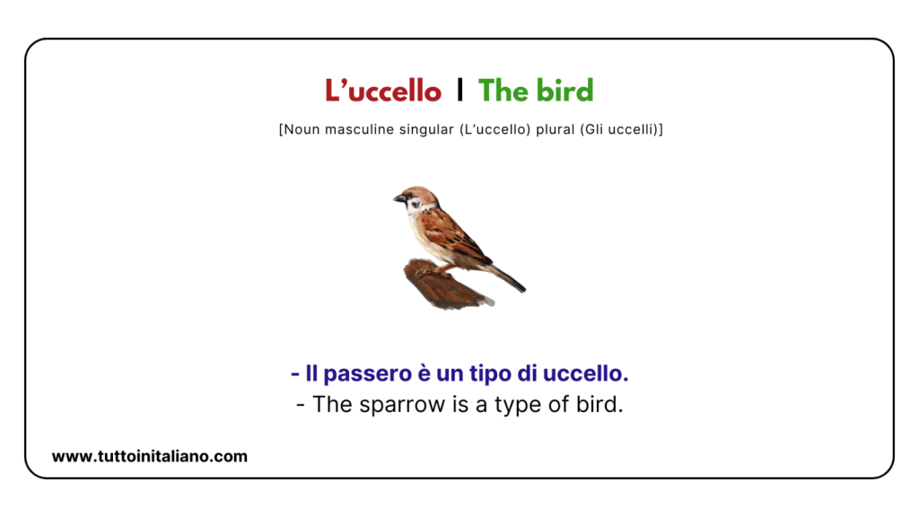 A1 Italian vocabulary: the nature | Learn 20+ easy Italian words with examples and audio. 14 A1 Italian vocabulary