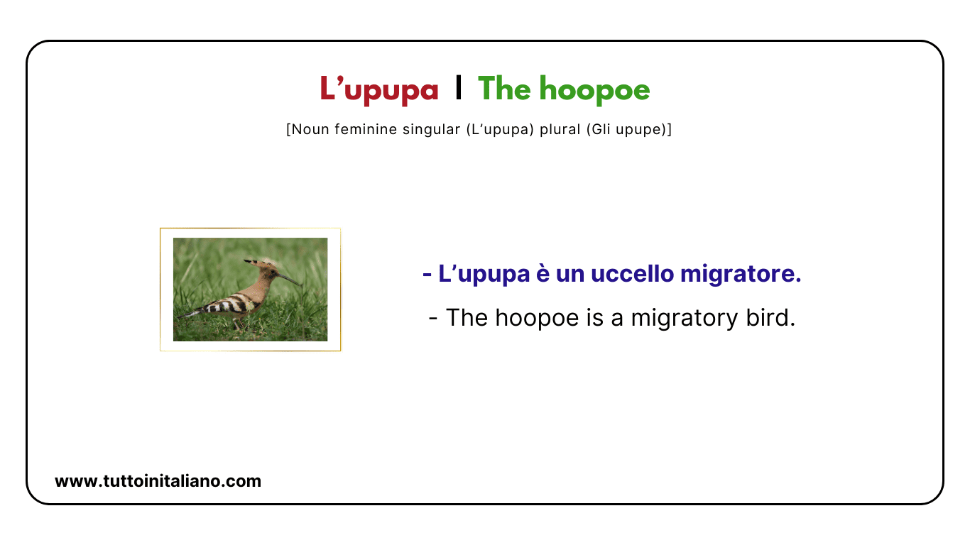 30+ Easy names of birds in Italian language with examples and audio for ...