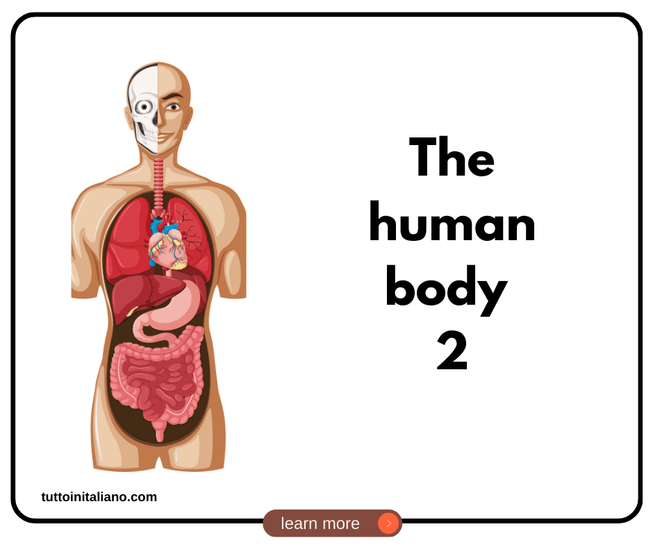 Italian words: the human body (part2) | 30+ words with easy examples. 4 Italian words