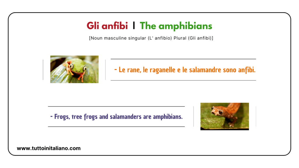 Easy learn 20 names of Reptiles and Amphibians in Italian with examples. 5 Reptiles and amphibians in Italian