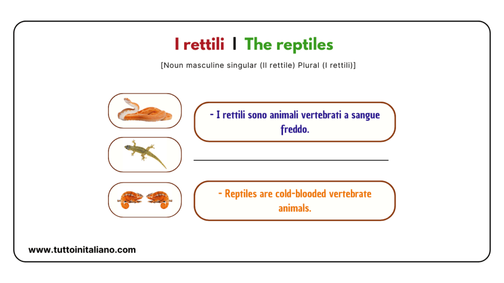 Easy learn 20 names of Reptiles and Amphibians in Italian with examples. 4 Reptiles and amphibians in Italian