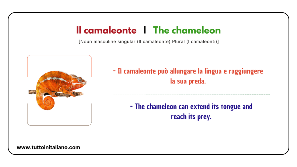 Easy learn 20 names of Reptiles and Amphibians in Italian with examples. 28 Reptiles and amphibians in Italian