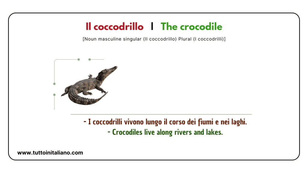 Easy learn 20 names of Reptiles and Amphibians in Italian with examples. 13 Reptiles and amphibians in Italian