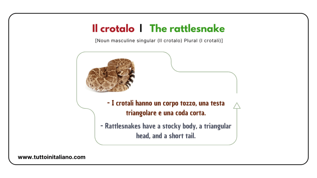 Easy learn 20 names of Reptiles and Amphibians in Italian with examples. 21 Reptiles and amphibians in Italian