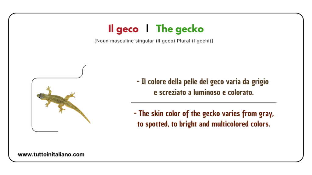 Easy learn 20 names of Reptiles and Amphibians in Italian with examples. 31 Reptiles and amphibians in Italian